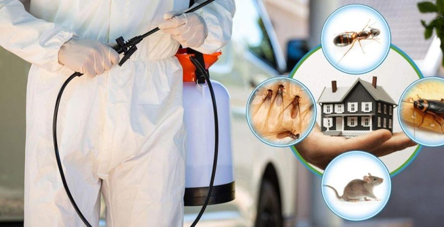 Arnavutköy Böcek İlaçlama