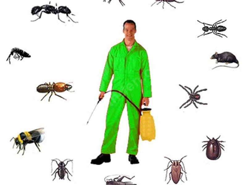 Arnavutköy Böcek İlaçlama